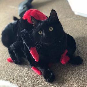 Meet your Posher, Cordelia